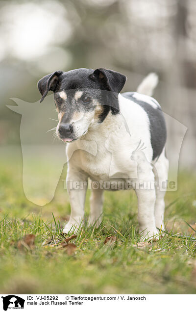 Jack Russell Terrier Rde / male Jack Russell Terrier / VJ-05292