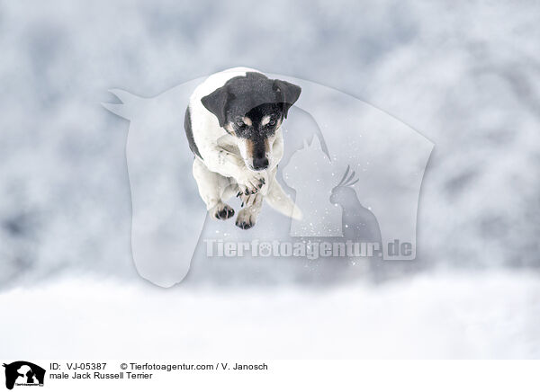 male Jack Russell Terrier / VJ-05387