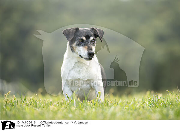 male Jack Russell Terrier / VJ-05416
