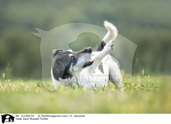 male Jack Russell Terrier / VJ-05419