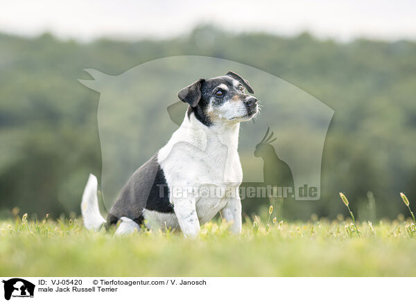 Jack Russell Terrier Rde / male Jack Russell Terrier / VJ-05420