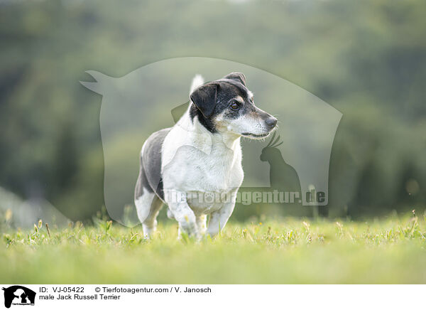 Jack Russell Terrier Rde / male Jack Russell Terrier / VJ-05422