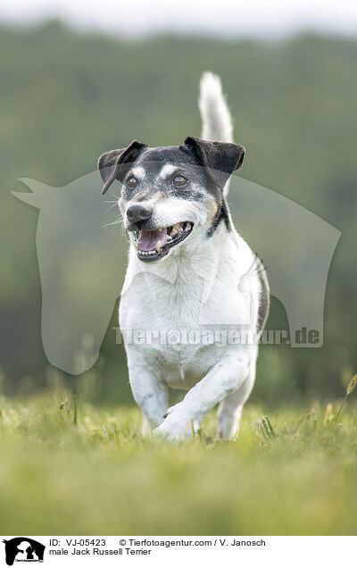 male Jack Russell Terrier / VJ-05423