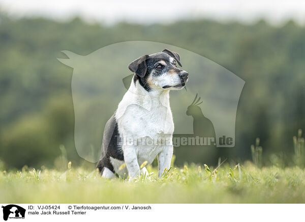 Jack Russell Terrier Rde / male Jack Russell Terrier / VJ-05424