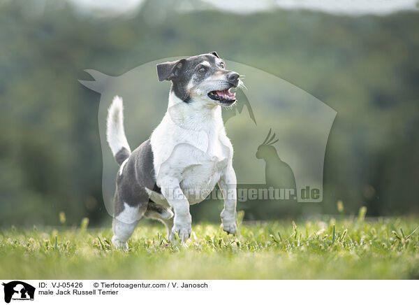 Jack Russell Terrier Rde / male Jack Russell Terrier / VJ-05426