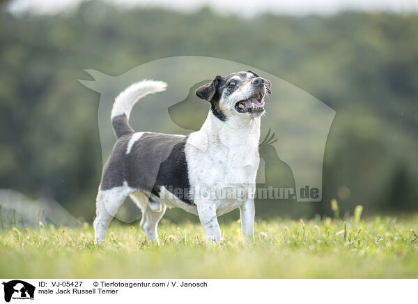 Jack Russell Terrier Rde / male Jack Russell Terrier / VJ-05427