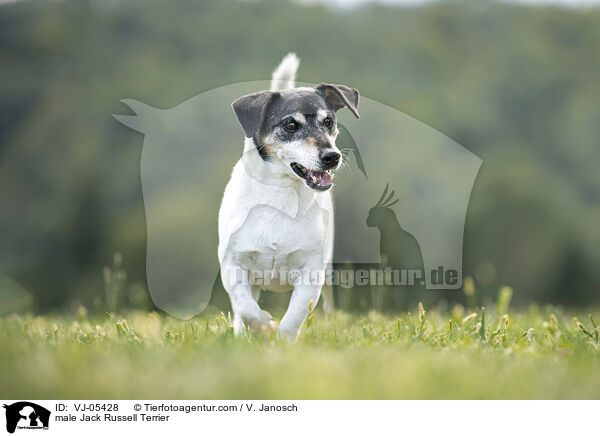 Jack Russell Terrier Rde / male Jack Russell Terrier / VJ-05428