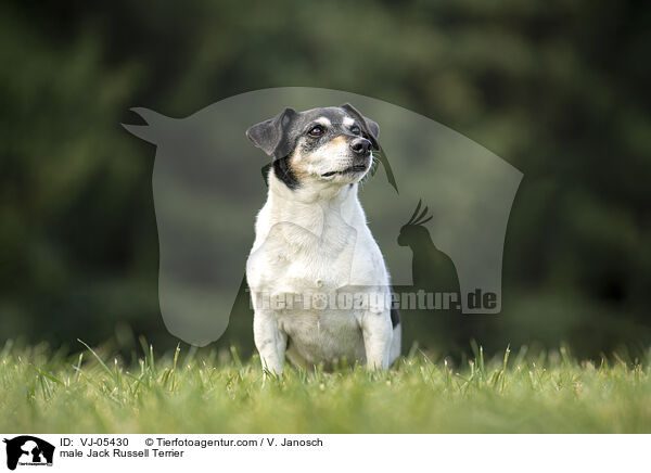male Jack Russell Terrier / VJ-05430