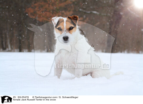 Jack Russell Terrier Hndin im Schnee / female Jack Russell Terrier in the snow / SS-55476