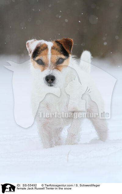 Jack Russell Terrier Hndin im Schnee / female Jack Russell Terrier in the snow / SS-55492