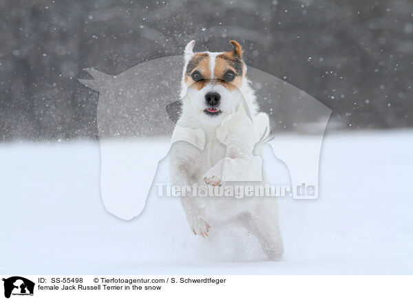 Jack Russell Terrier Hndin im Schnee / female Jack Russell Terrier in the snow / SS-55498