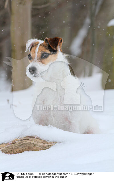 Jack Russell Terrier Hndin im Schnee / female Jack Russell Terrier in the snow / SS-55503