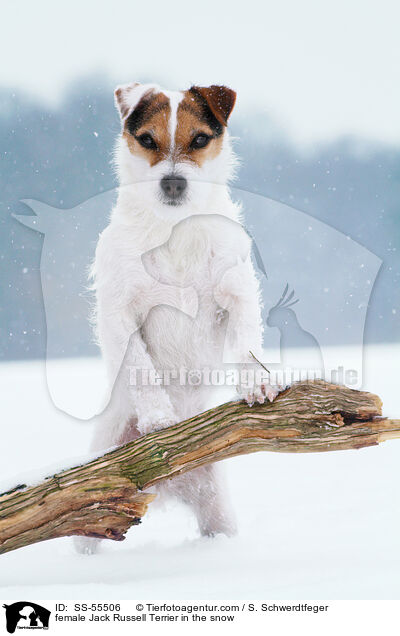 Jack Russell Terrier Hndin im Schnee / female Jack Russell Terrier in the snow / SS-55506