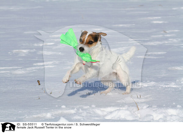 Jack Russell Terrier Hndin im Schnee / female Jack Russell Terrier in the snow / SS-55511