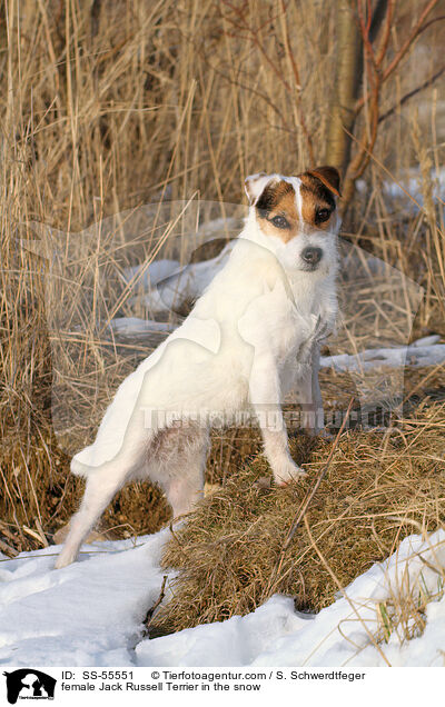 Jack Russell Terrier Hndin im Schnee / female Jack Russell Terrier in the snow / SS-55551