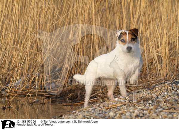 Jack Russell Terrier Hndin / female Jack Russell Terrier / SS-55556