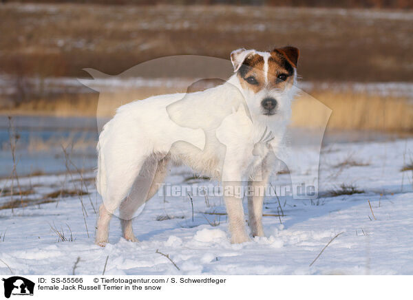 Jack Russell Terrier Hndin im Schnee / female Jack Russell Terrier in the snow / SS-55566