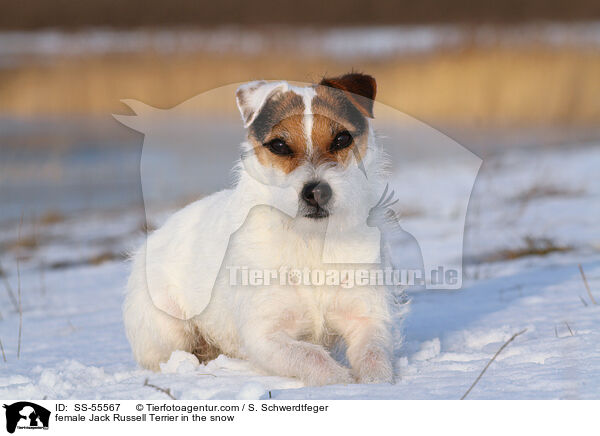Jack Russell Terrier Hndin im Schnee / female Jack Russell Terrier in the snow / SS-55567