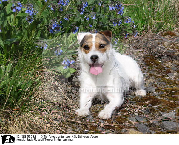 Jack Russell Terrier Hndin im Sommer / female Jack Russell Terrier in the summer / SS-55582