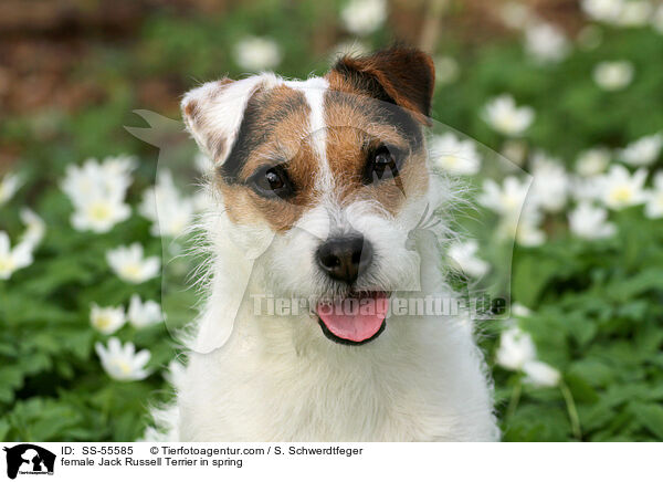 Jack Russell Terrier Hndin im Frhling / female Jack Russell Terrier in spring / SS-55585