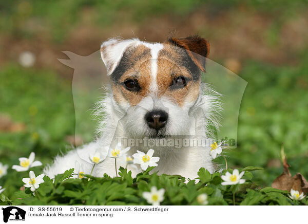 Jack Russell Terrier Hndin im Frhling / female Jack Russell Terrier in spring / SS-55619