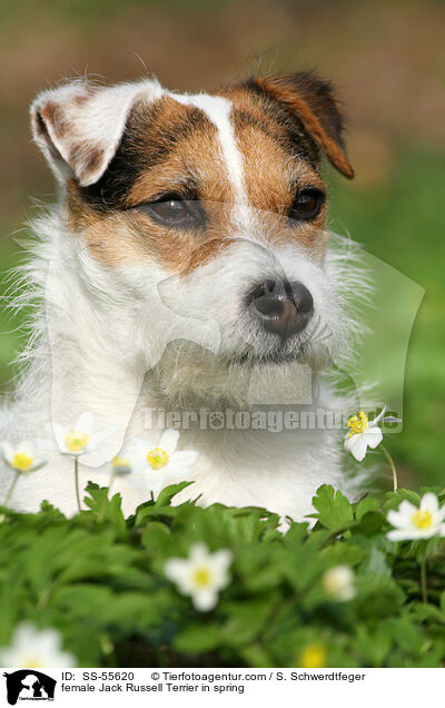 Jack Russell Terrier Hndin im Frhling / female Jack Russell Terrier in spring / SS-55620