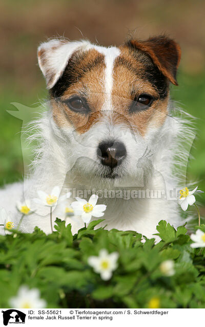Jack Russell Terrier Hndin im Frhling / female Jack Russell Terrier in spring / SS-55621