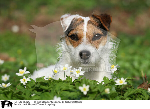 Jack Russell Terrier Hndin im Frhling / female Jack Russell Terrier in spring / SS-55622