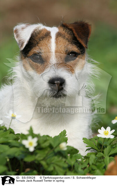 Jack Russell Terrier Hndin im Frhling / female Jack Russell Terrier in spring / SS-55628