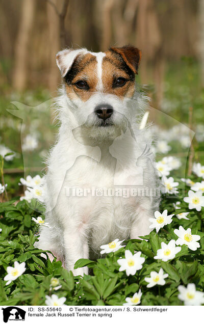 Jack Russell Terrier Hndin im Frhling / female Jack Russell Terrier in spring / SS-55640
