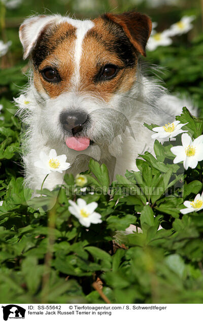 Jack Russell Terrier Hndin im Frhling / female Jack Russell Terrier in spring / SS-55642