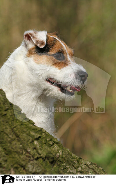 Jack Russell Terrier Hndin im Herbst / female Jack Russell Terrier in autumn / SS-55657