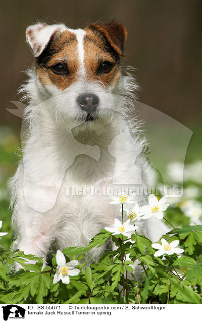 Jack Russell Terrier Hndin im Frhling / female Jack Russell Terrier in spring / SS-55671