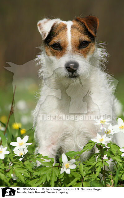 Jack Russell Terrier Hndin im Frhling / female Jack Russell Terrier in spring / SS-55672