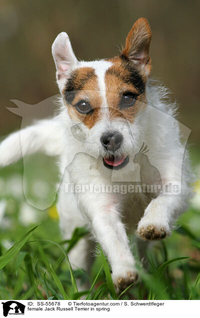 Jack Russell Terrier Hndin im Frhling / female Jack Russell Terrier in spring / SS-55678