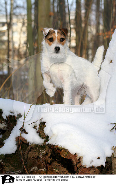 Jack Russell Terrier Hndin im Schnee / female Jack Russell Terrier in the snow / SS-55685