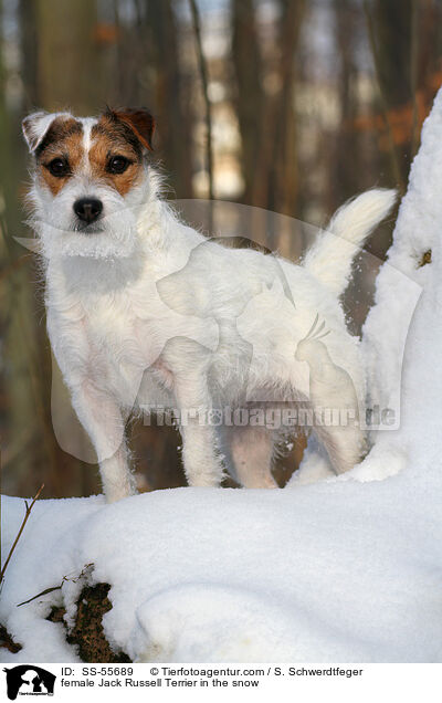 Jack Russell Terrier Hndin im Schnee / female Jack Russell Terrier in the snow / SS-55689