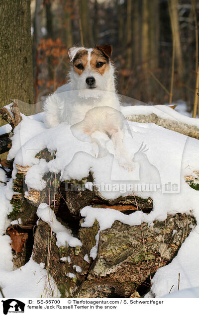Jack Russell Terrier Hndin im Schnee / female Jack Russell Terrier in the snow / SS-55700