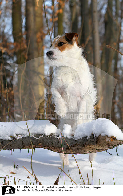 Jack Russell Terrier Hndin im Schnee / female Jack Russell Terrier in the snow / SS-55701