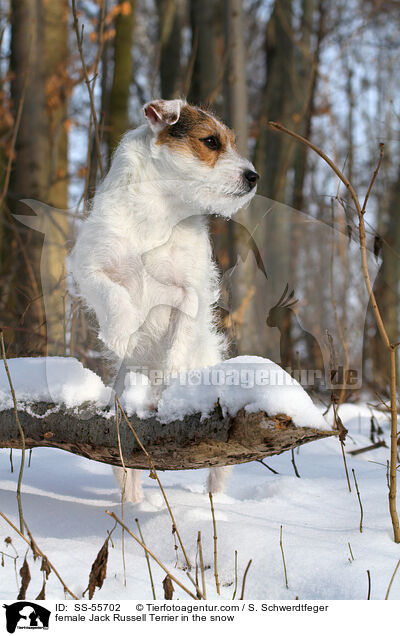 Jack Russell Terrier Hndin im Schnee / female Jack Russell Terrier in the snow / SS-55702