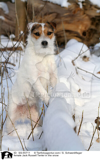 Jack Russell Terrier Hndin im Schnee / female Jack Russell Terrier in the snow / SS-55711