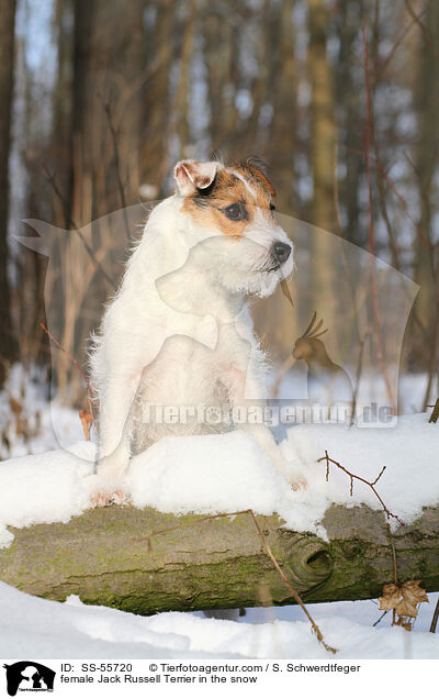 Jack Russell Terrier Hndin im Schnee / female Jack Russell Terrier in the snow / SS-55720