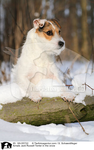 Jack Russell Terrier Hndin im Schnee / female Jack Russell Terrier in the snow / SS-55722