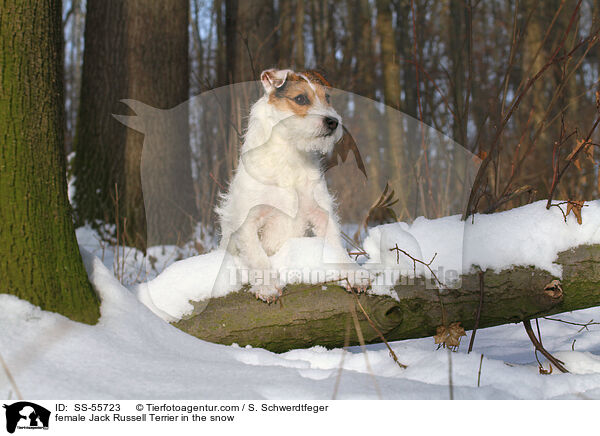 Jack Russell Terrier Hndin im Schnee / female Jack Russell Terrier in the snow / SS-55723