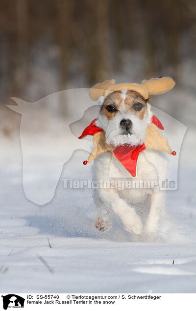 Jack Russell Terrier Hndin im Schnee / female Jack Russell Terrier in the snow / SS-55740