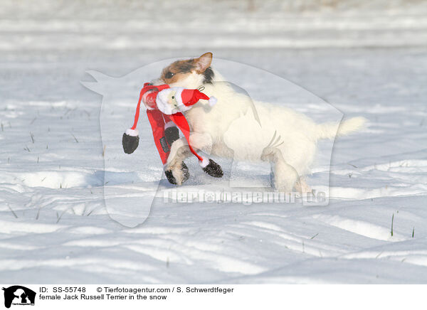Jack Russell Terrier Hndin im Schnee / female Jack Russell Terrier in the snow / SS-55748