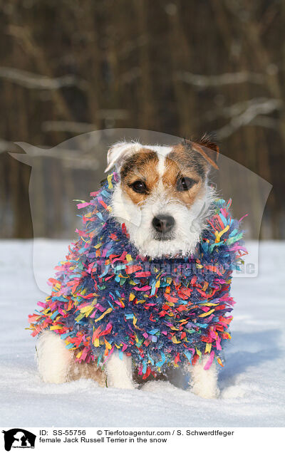 Jack Russell Terrier Hndin im Schnee / female Jack Russell Terrier in the snow / SS-55756