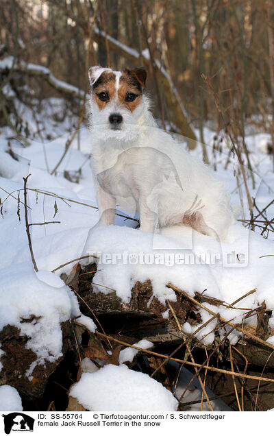 Jack Russell Terrier Hndin im Schnee / female Jack Russell Terrier in the snow / SS-55764