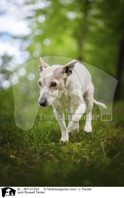 Jack Russell Terrier / Jack Russell Terrier / JEP-01520