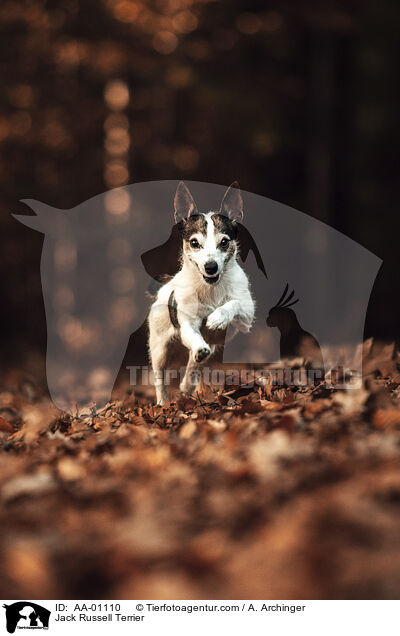 Jack Russell Terrier / Jack Russell Terrier / AA-01110